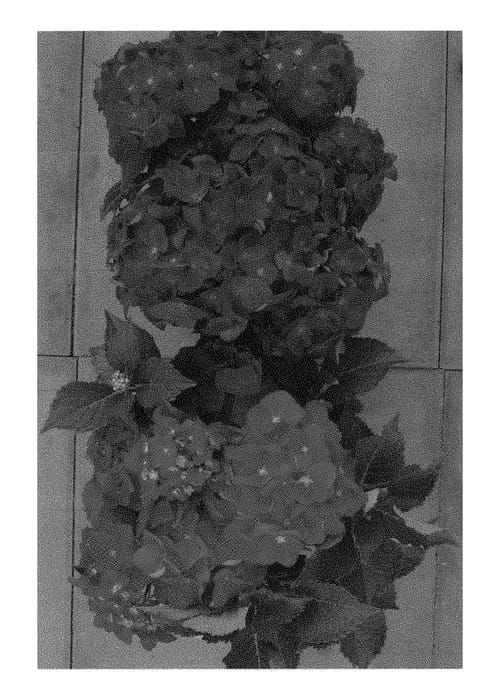 Figure 1 of US plant patent PP29253, the photograph of H216901 printed in the patent.