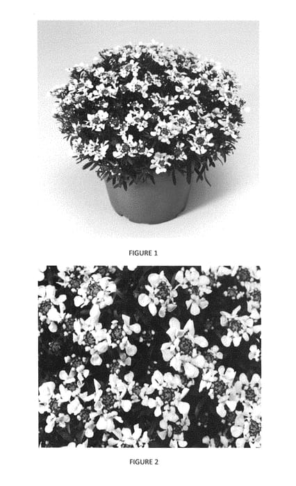 Figure 1 of US plant patent PP29254, the photograph of IBSZ0004 printed in the patent.