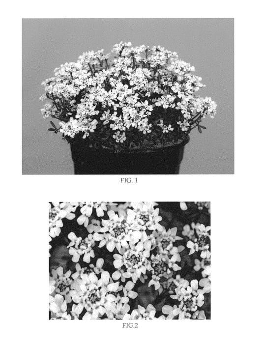 Figure 1 of US plant patent PP29255, the photograph of Floribmobi printed in the patent.