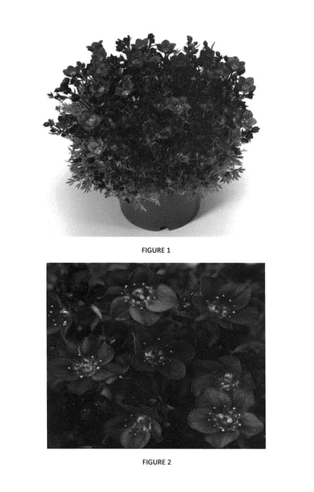 Figure 1 of US plant patent PP29256, the photograph of SAXZ0013 printed in the patent.