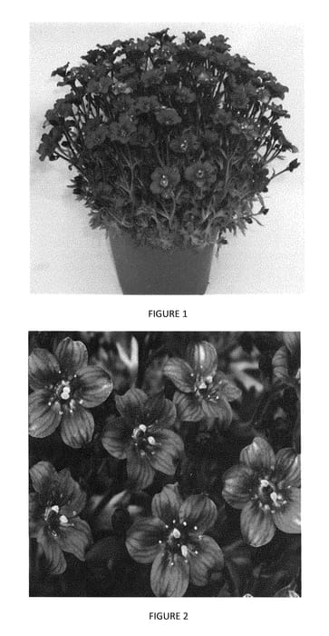 Figure 1 of US plant patent PP29257, the photograph of SAXZ0016 printed in the patent.