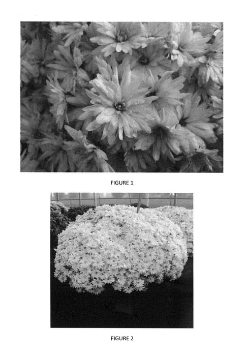 Figure 1 of US plant patent PP29258, the photograph of CIFZ00034 printed in the patent.