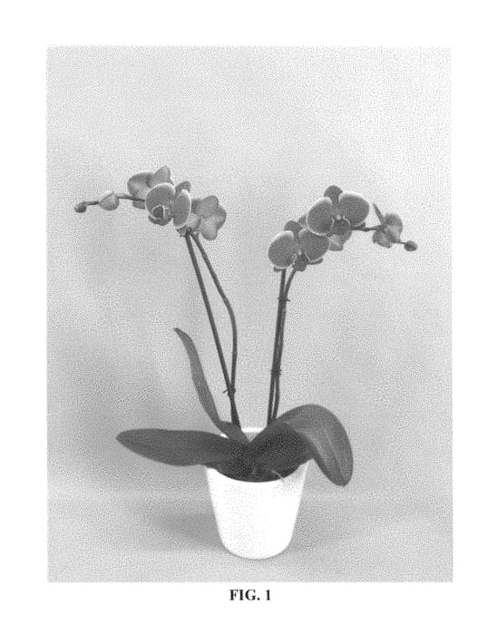 Figure 1 of US plant patent PP29259, the photograph of PHALUFREL printed in the patent.