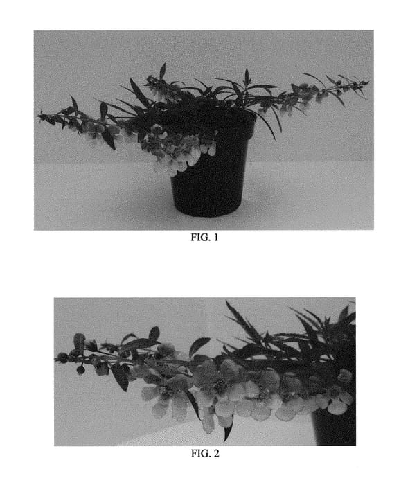 Figure 1 of US plant patent PP29260, the photograph of Balangspird printed in the patent.