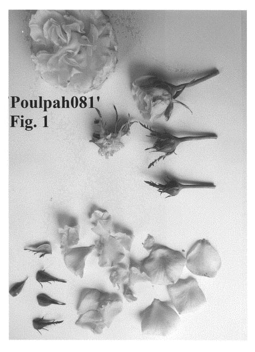 Figure 1 of US plant patent PP29261, the photograph of Poulpah081 printed in the patent.