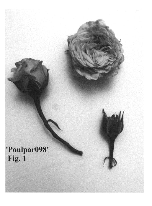 Figure 1 of US plant patent PP29262, the photograph of Poulpar098 printed in the patent.