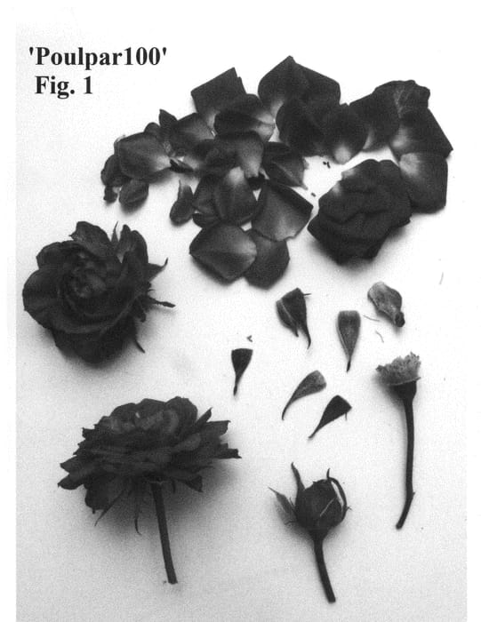 Figure 1 of US plant patent PP29263, the photograph of Poulpar100 printed in the patent.