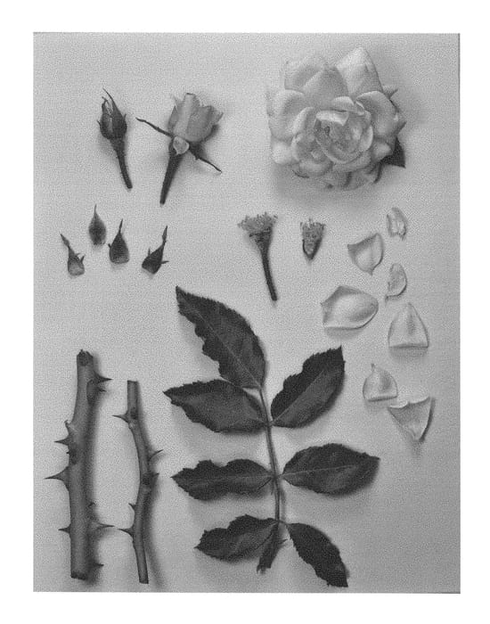 Figure 1 of US plant patent PP29264, the photograph of KORforst750 printed in the patent.