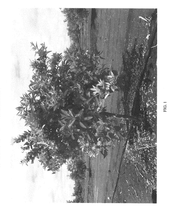 Figure 1 of US plant patent PP29265, the photograph of Silva's Seedless printed in the patent.