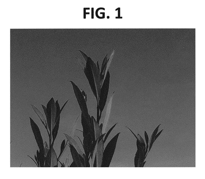 Figure 1 of US plant patent PP29266, the photograph of TSF 001 printed in the patent.