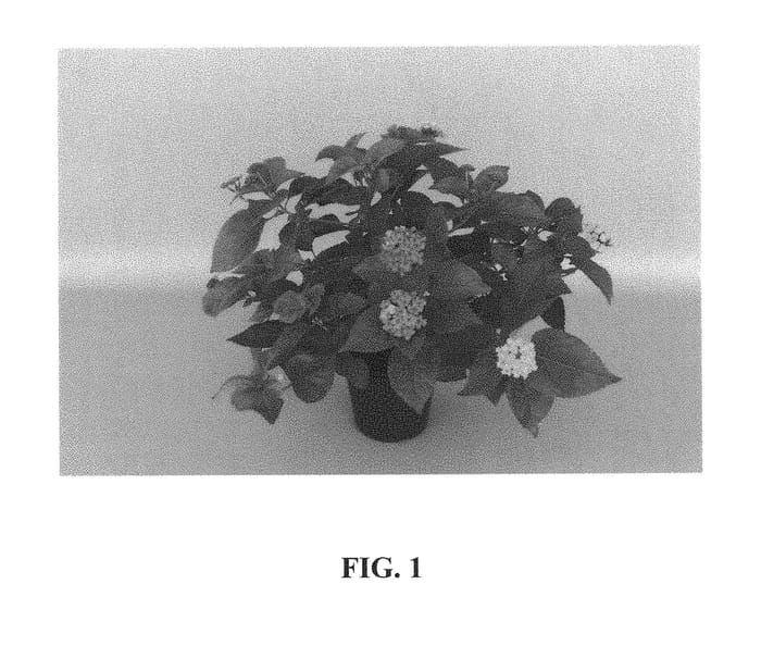 Figure 1 of US plant patent PP29267, the photograph of UF-1011-2 printed in the patent.