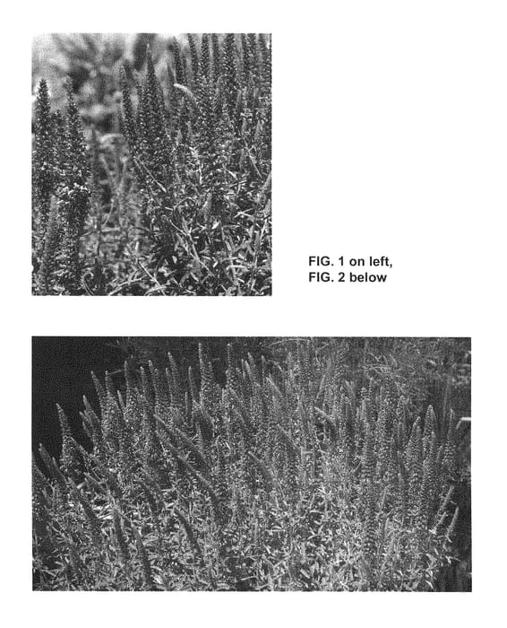 Figure 1 of US plant patent PP29268, the photograph of TNVERVB printed in the patent.