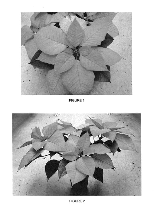 Figure 1 of US plant patent PP29269, the photograph of EURZ0003 printed in the patent.