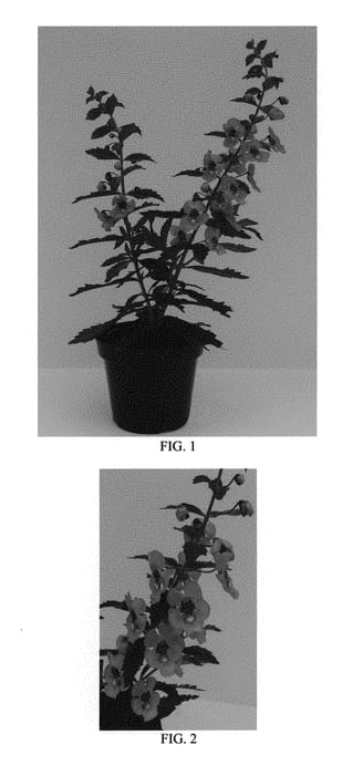 Figure 1 of US plant patent PP29270, the photograph of Balang15434 printed in the patent.
