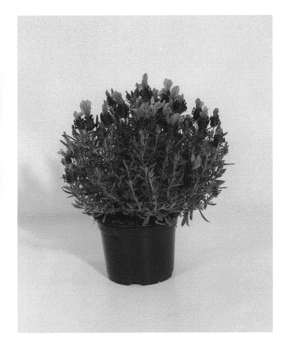 Figure 1 of US plant patent PP29271, the photograph of KLELV15115 printed in the patent.
