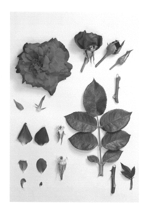 Figure 1 of US plant patent PP29272, the photograph of KORvuebell printed in the patent.