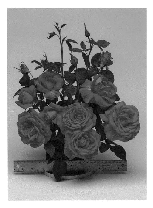 Figure 1 of US plant patent PP29273, the photograph of FRYrapture printed in the patent.