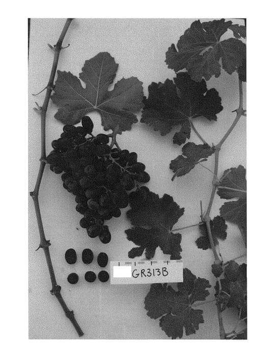 Figure 1 of US plant patent PP29274, the photograph of Sugrafortynine printed in the patent.
