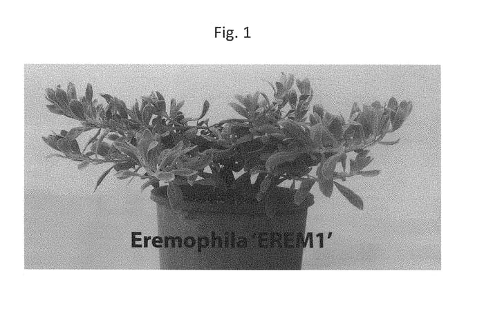 Figure 1 of US plant patent PP29275, the photograph of EREM1 printed in the patent.