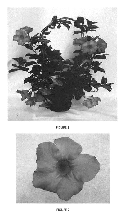 Figure 1 of US plant patent PP29276, the photograph of MANZ0001 printed in the patent.