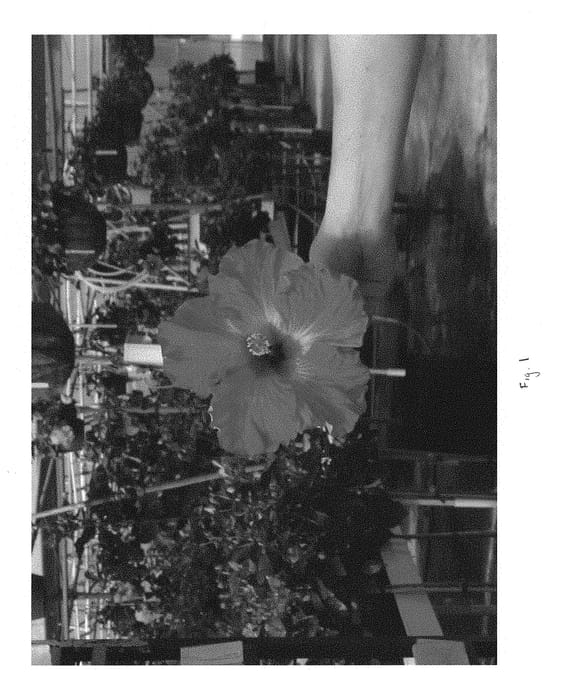 Figure 1 of US plant patent PP29277, the photograph of DUP-PTF printed in the patent.