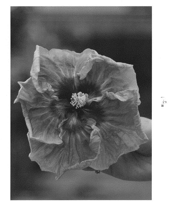 Figure 1 of US plant patent PP29278, the photograph of DUP-CHIP printed in the patent.