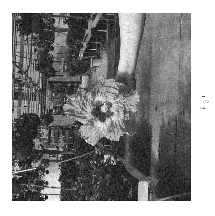 Figure 1 of US plant patent PP29280, the photograph of DUP-CNS printed in the patent.