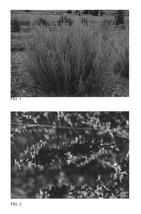 Figure 1 of US plant patent PP29281, the photograph of Blue Jean Baby printed in the patent.