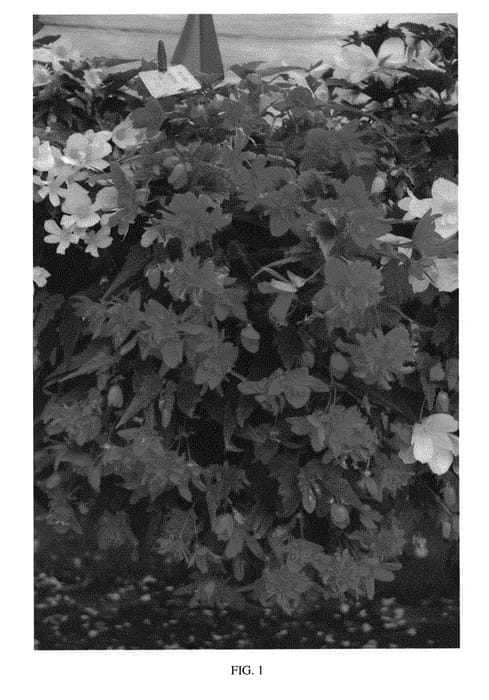 Figure 1 of US plant patent PP29282, the photograph of KLEBG15006 printed in the patent.
