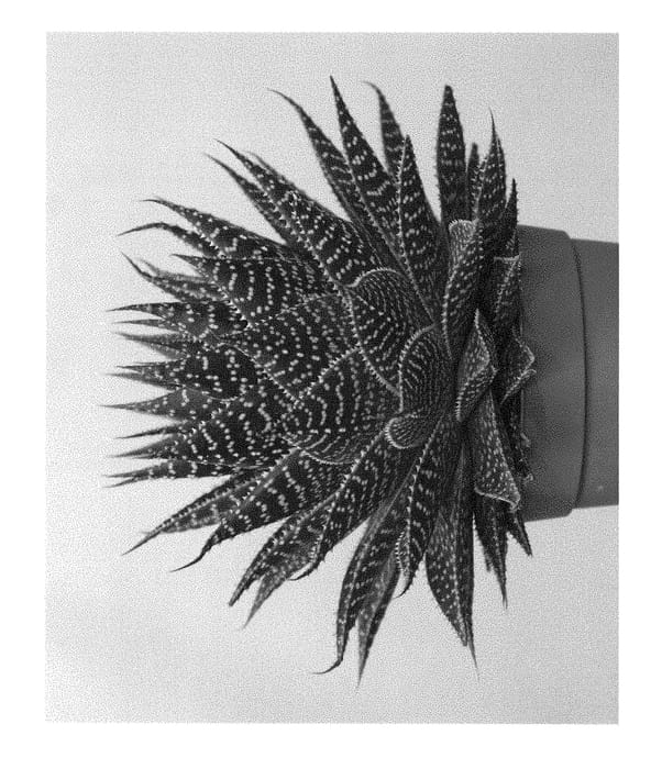 Figure 1 of US plant patent PP29283, the photograph of Aurora printed in the patent.
