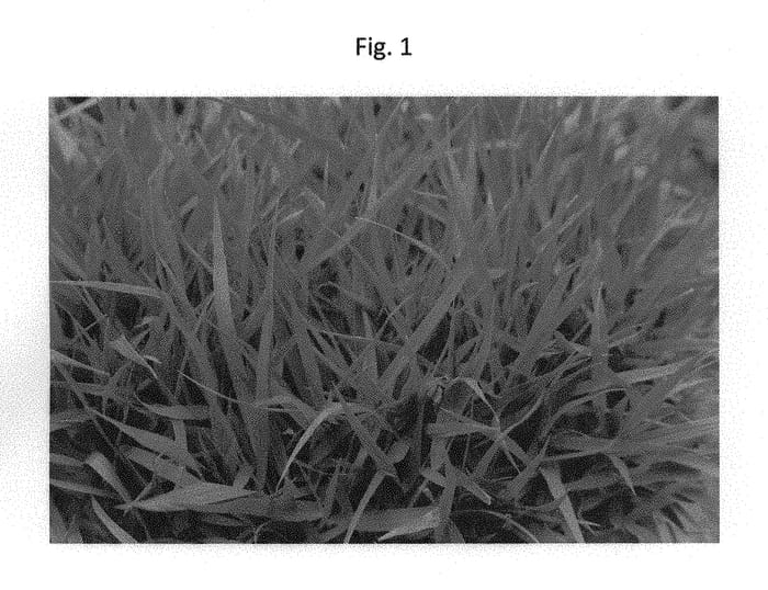 Figure 1 of US plant patent PP29284, the photograph of LSA01 printed in the patent.