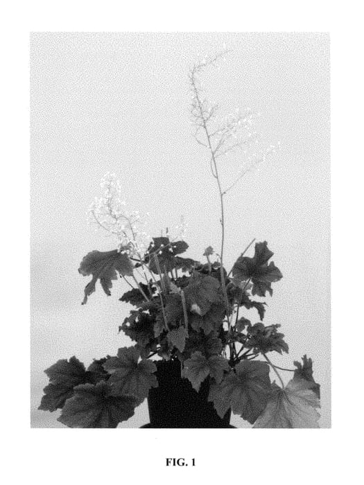 Figure 1 of US plant patent PP29285, the photograph of Art Nouveau printed in the patent.