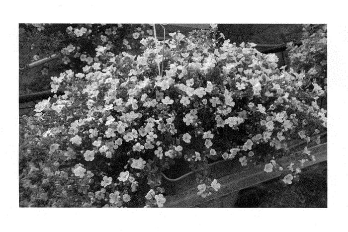 Figure 1 of US plant patent PP29286, the photograph of KLESG15004 printed in the patent.