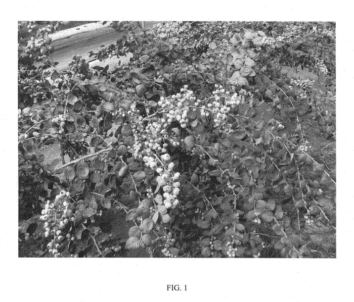 Figure 1 of US plant patent PP29287, the photograph of FCM12-087 printed in the patent.