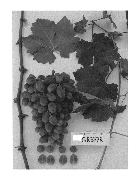 Figure 1 of US plant patent PP29288, the photograph of Sugrafifty printed in the patent.