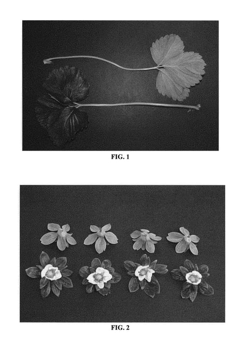 Figure 1 of US plant patent PP29289, the photograph of DrisStrawFifty printed in the patent.