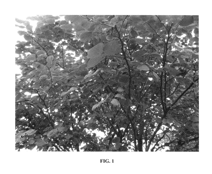 Figure 1 of US plant patent PP29290, the photograph of Sjo printed in the patent.