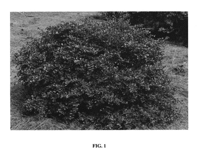 Figure 1 of US plant patent PP29291, the photograph of PIILC-IV printed in the patent.