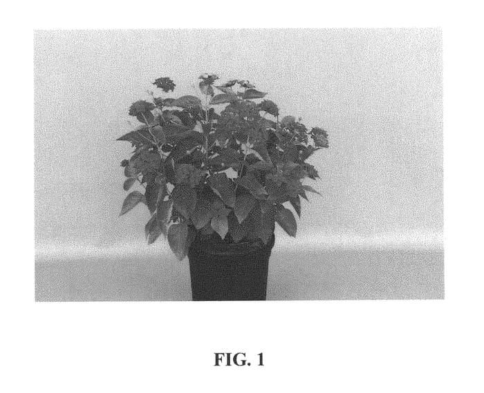 Figure 1 of US plant patent PP29292, the photograph of UF-1013A-2A printed in the patent.