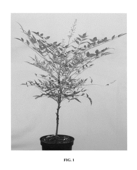 Figure 1 of US plant patent PP29293, the photograph of Selten004 printed in the patent.