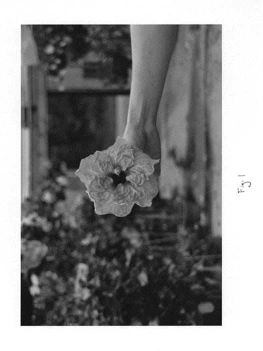 Figure 1 of US plant patent PP29294, the photograph of DUP-GFTH printed in the patent.