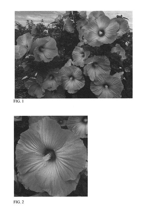 Figure 1 of US plant patent PP29295, the photograph of Airbrush Effect printed in the patent.