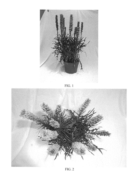 Figure 1 of US plant patent PP29296, the photograph of BCLT-08.001 printed in the patent.