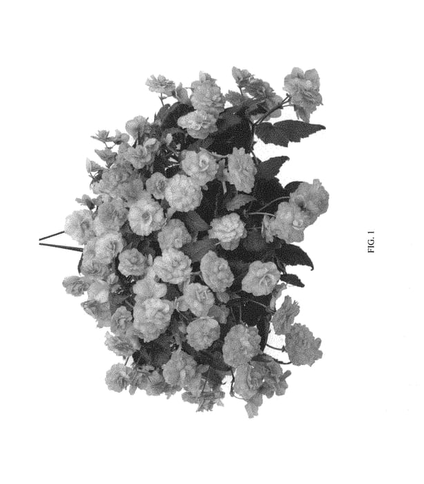 Figure 1 of US plant patent PP29297, the photograph of KERBESPIROS printed in the patent.