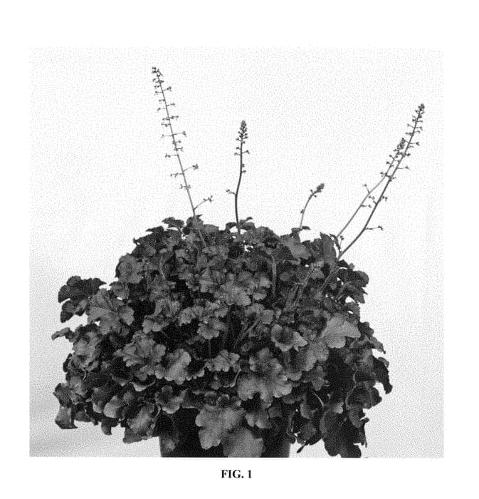 Figure 1 of US plant patent PP29298, the photograph of Red Sea printed in the patent.