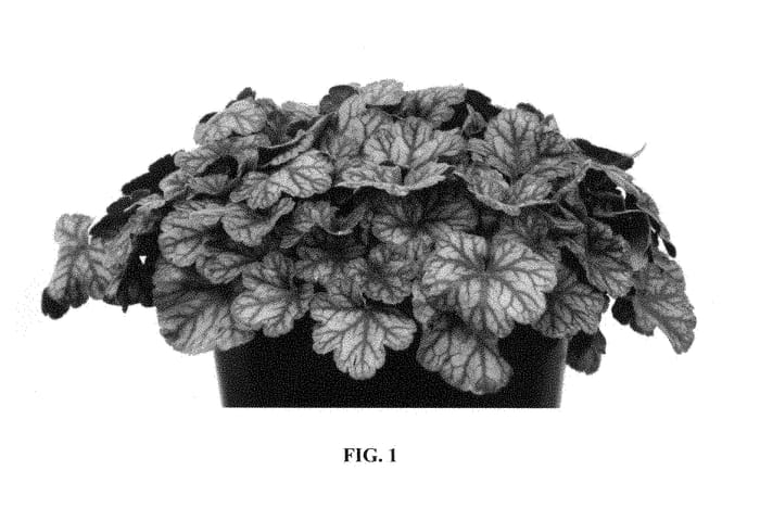 Figure 1 of US plant patent PP29299, the photograph of Flores Sea printed in the patent.