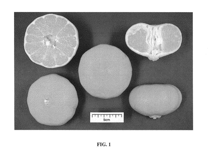 Figure 1 of US plant patent PP29300, the photograph of Tamdo No.3 printed in the patent.