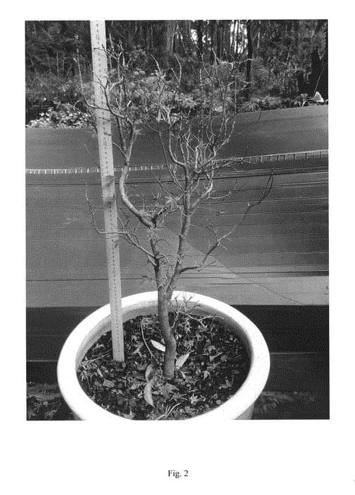 Figure 2 of US plant patent PP29301, the photograph of Chacer01 printed in the patent.