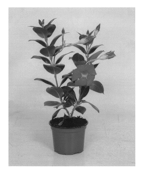 Figure 1 of US plant patent PP29302, the photograph of OOSMARE1 printed in the patent.