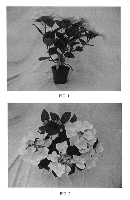 Figure 1 of US plant patent PP29303, the photograph of BCHY-11.026 printed in the patent.